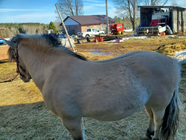 4 year old Fjord stud. - Photo 3