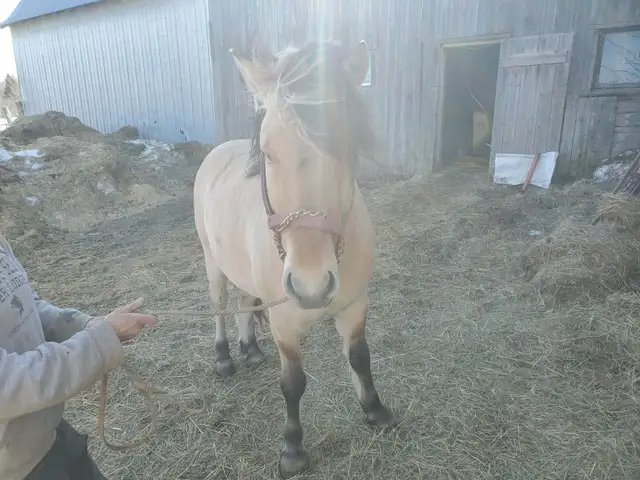 4 year old Fjord stud. - Photo 4