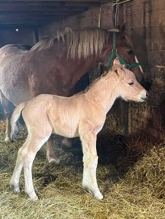 4 year old Fjord stud. - Photo 5