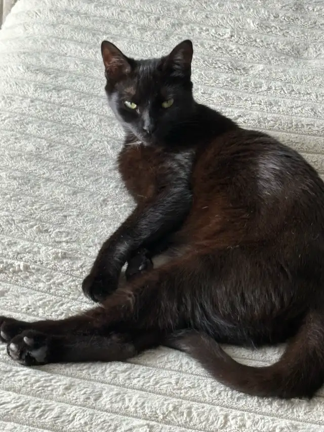 1 Year old cat for rehoming