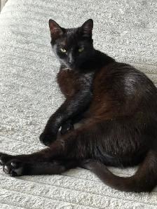 1 Year old cat for rehoming