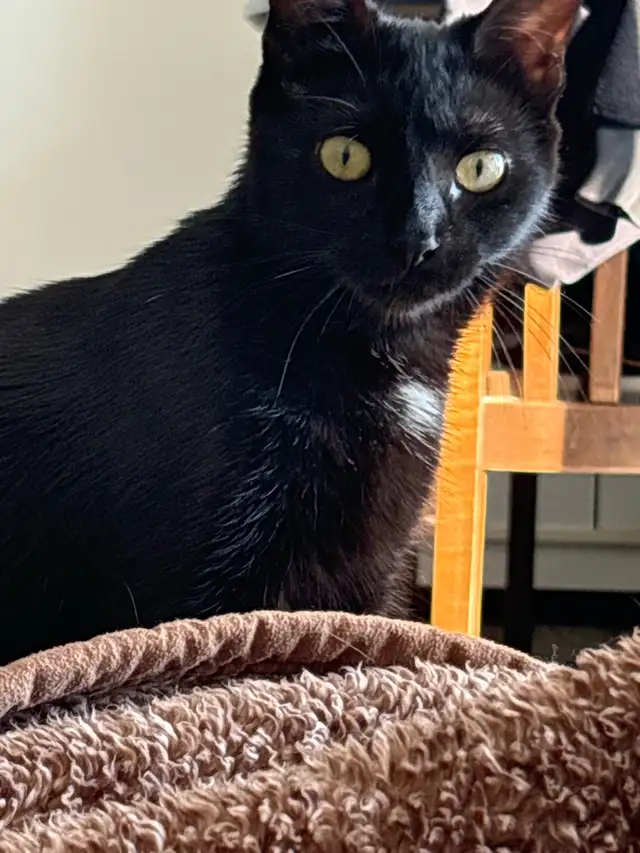 1 Year old cat for rehoming - Photo 2