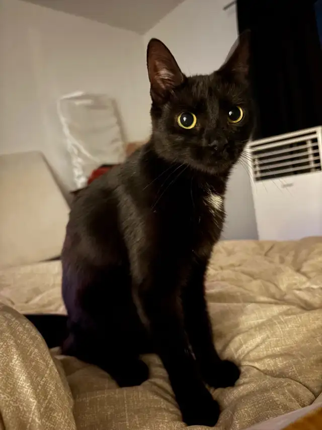 1 Year old cat for rehoming - Photo 3