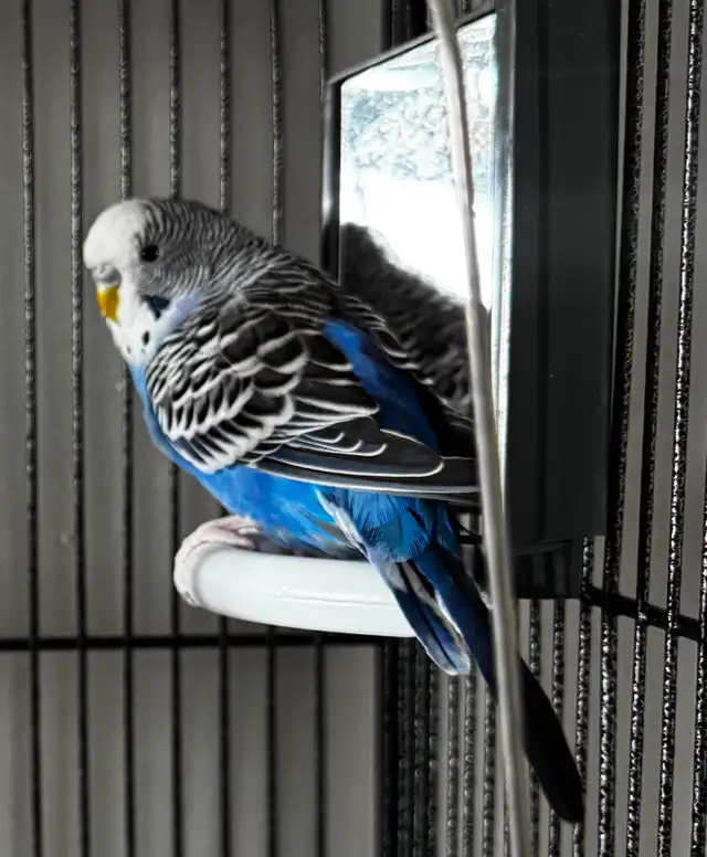 2 Bonded Male Budgies & Accessories - $175 OBO - Photo 2