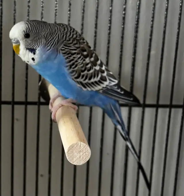 2 Bonded Male Budgies & Accessories - $175 OBO - Photo 3