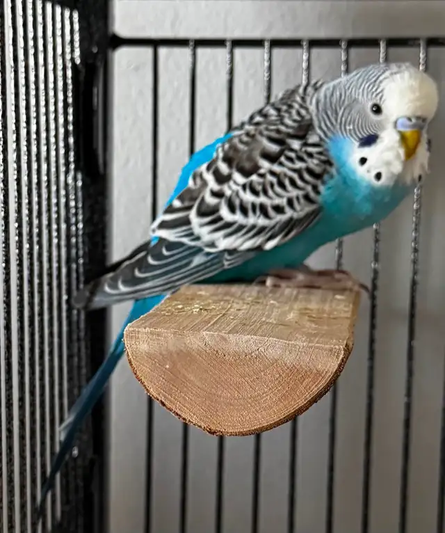 2 Bonded Male Budgies & Accessories - $175 OBO - Photo 4