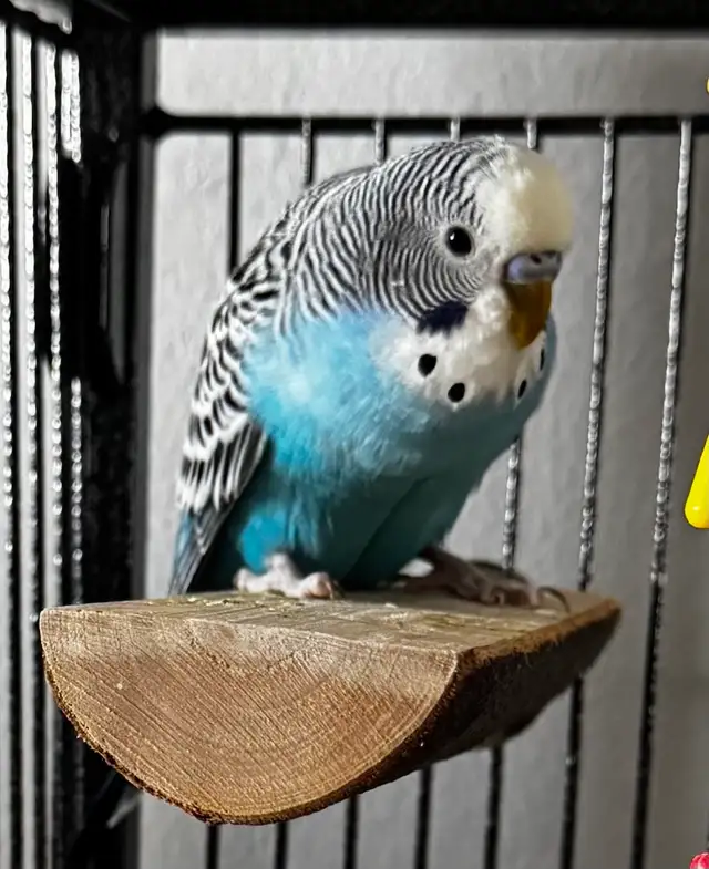 2 Bonded Male Budgies & Accessories - $175 OBO - Photo 5