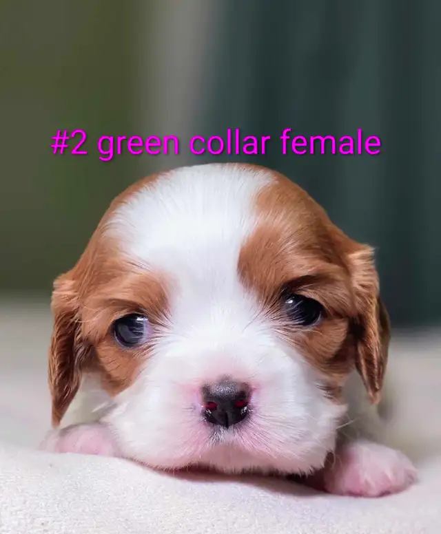 Cavalier King Charles Puppies