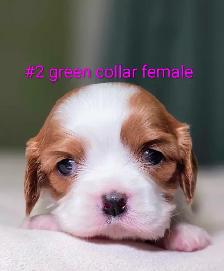 Cavalier King Charles Puppies