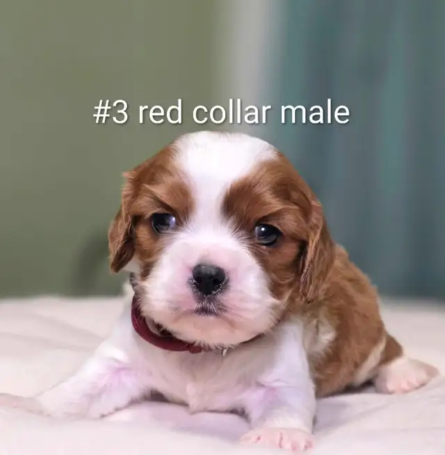 Cavalier King Charles Puppies - Photo 2