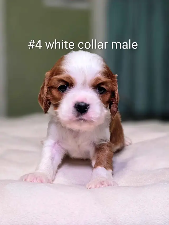 Cavalier King Charles Puppies - Photo 3