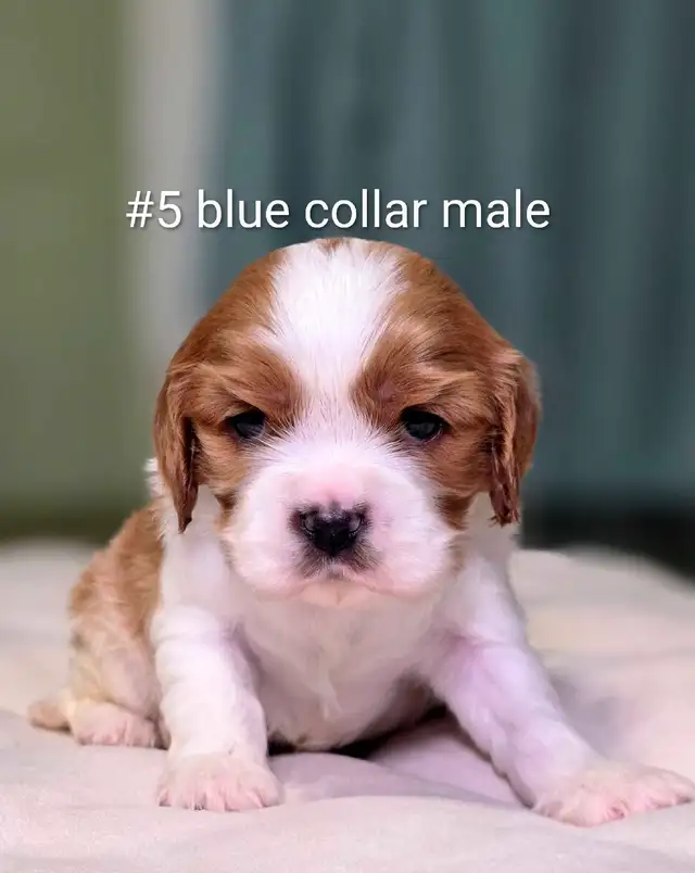 Cavalier King Charles Puppies - Photo 4