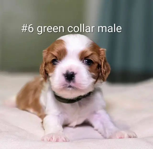 Cavalier King Charles Puppies - Photo 5