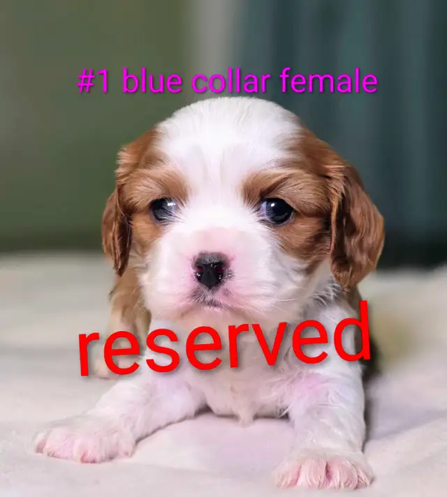 Cavalier King Charles Puppies - Photo 6