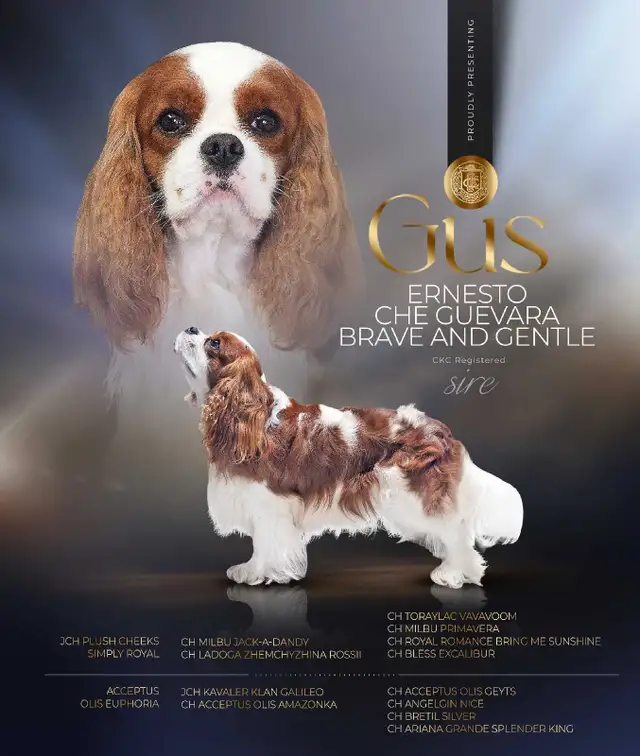 Cavalier King Charles Puppies - Photo 7