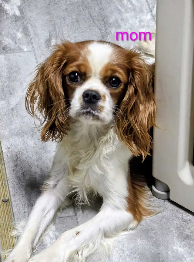 Cavalier King Charles Puppies - Photo 8