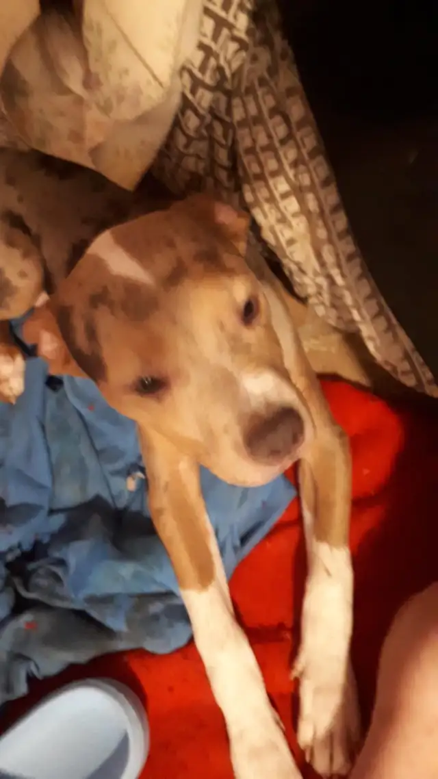 male pups sale - Photo 3