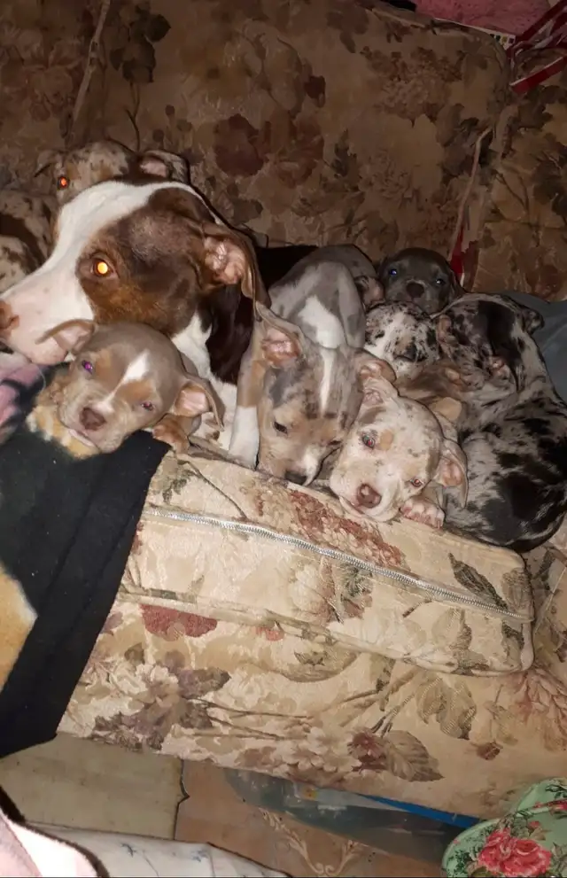 male pups sale - Photo 4