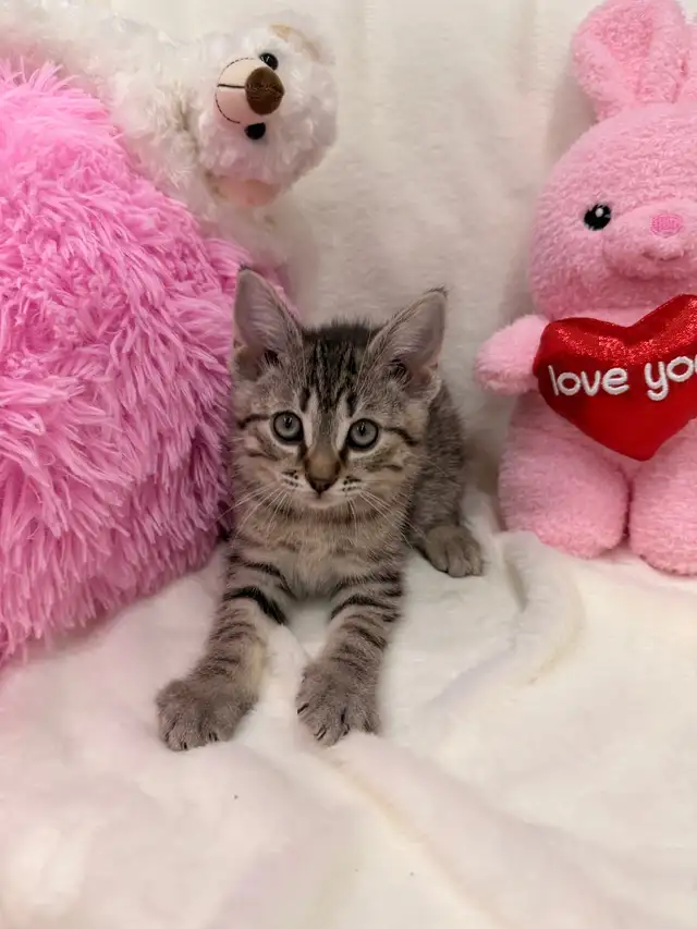 Bengal mix kittens ⭐️ (416) 637-5990 Only one Left