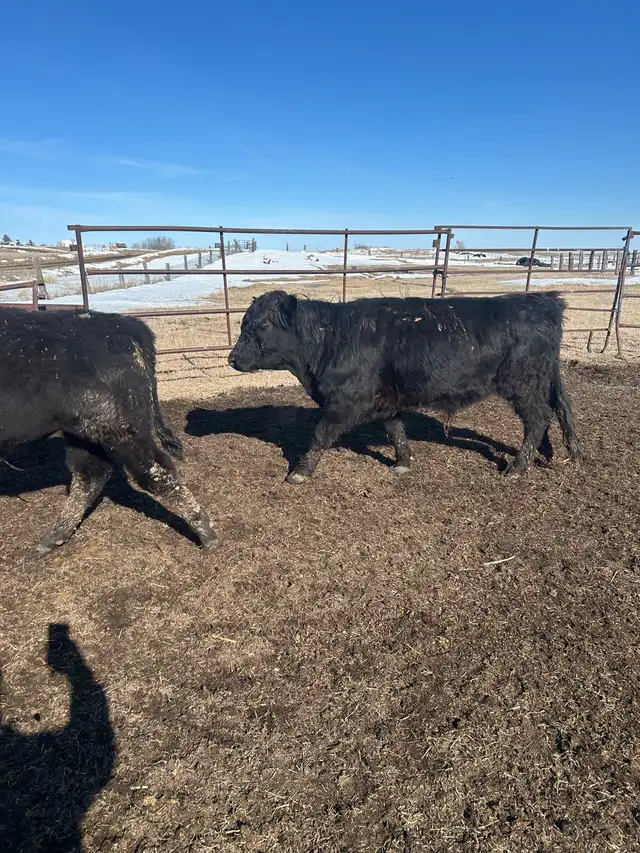 Dexters bulls - Photo 2