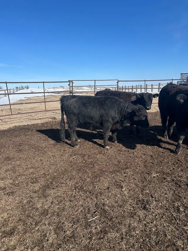 Dexters bulls - Photo 3