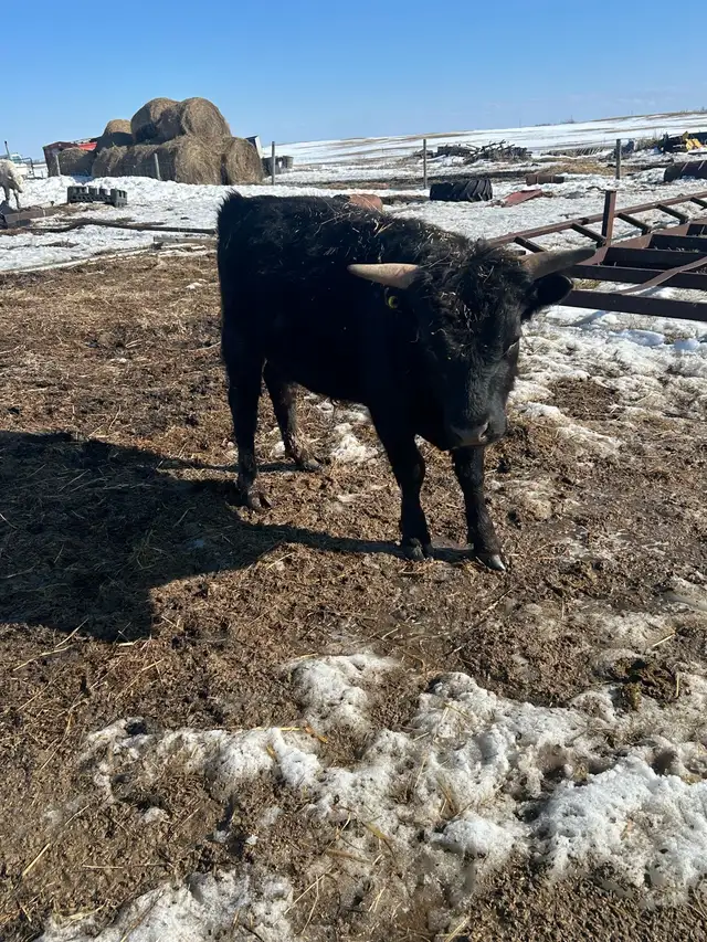 Dexters bulls - Photo 4