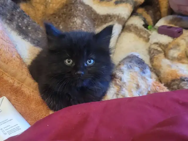 Siberian Maine Coone (cat)