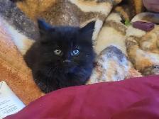 Siberian Maine Coone (cat)