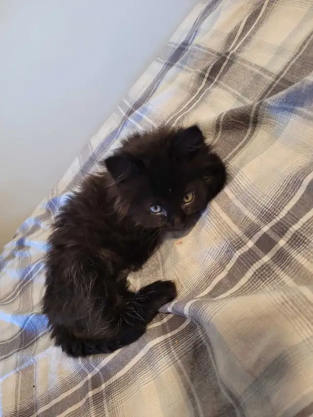 Siberian Maine Coone (cat) - Photo 2