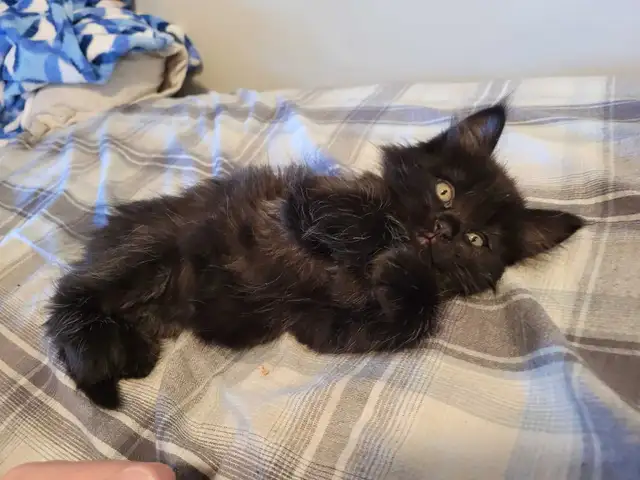 Siberian Maine Coone (cat) - Photo 3