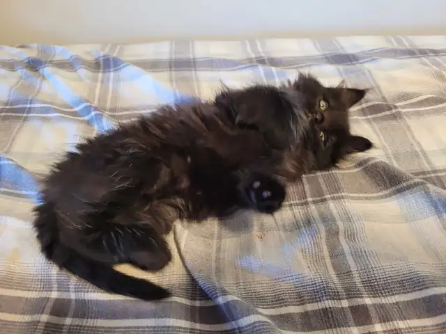 Siberian Maine Coone (cat) - Photo 4