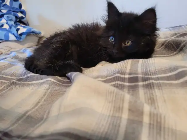 Siberian Maine Coone (cat) - Photo 5