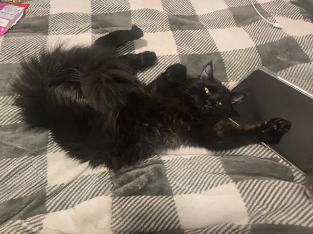 Siberian Maine Coone (cat) - Photo 6