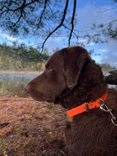 Upcoming Litter of Chesapeake Bay Retrievers