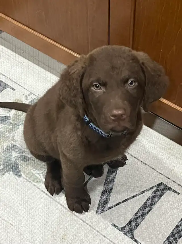 Upcoming Litter of Chesapeake Bay Retrievers - Photo 2