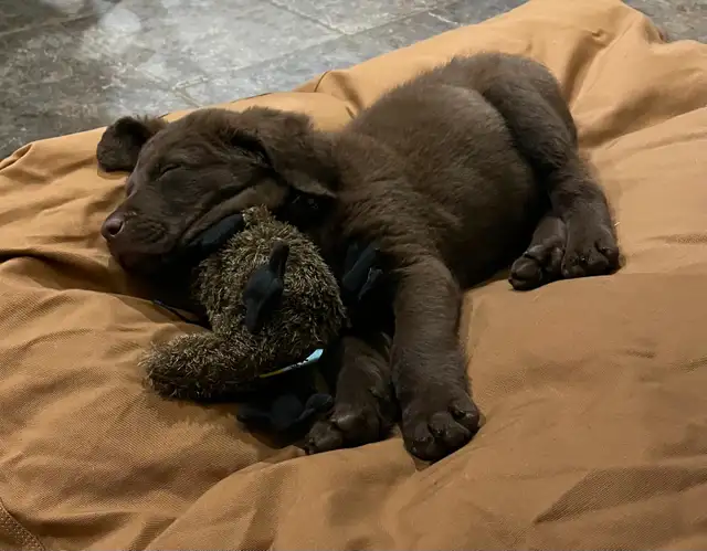 Upcoming Litter of Chesapeake Bay Retrievers - Photo 3