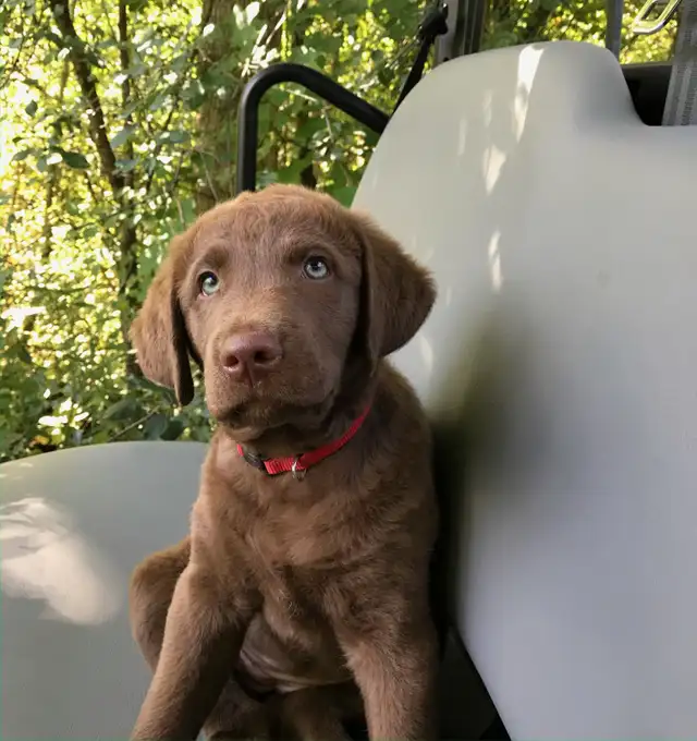 Upcoming Litter of Chesapeake Bay Retrievers - Photo 4