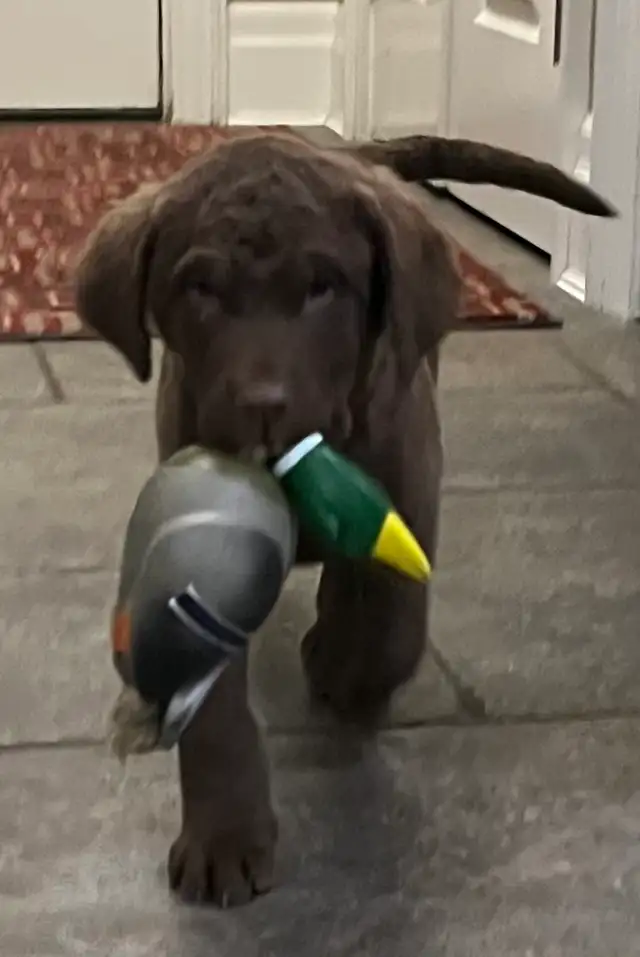 Upcoming Litter of Chesapeake Bay Retrievers - Photo 5