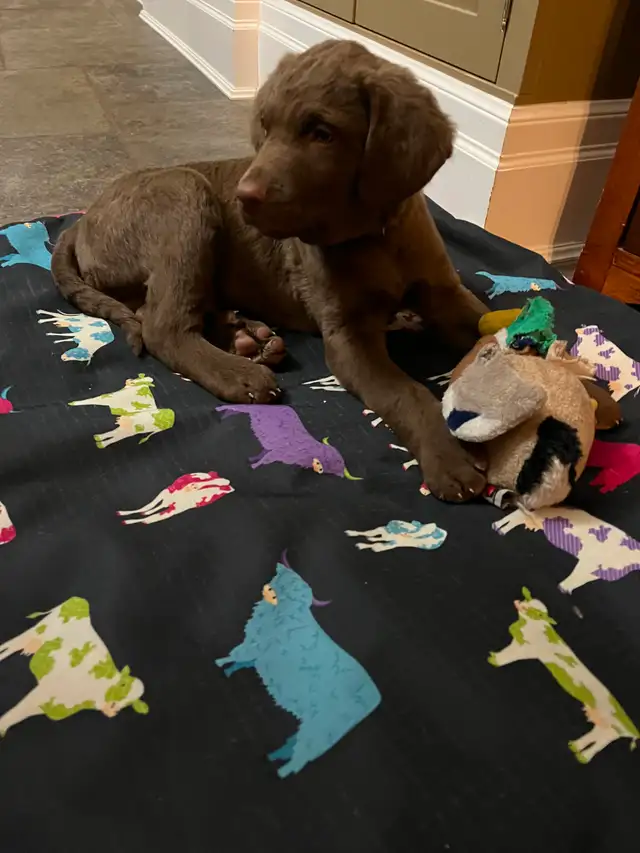 Upcoming Litter of Chesapeake Bay Retrievers - Photo 6