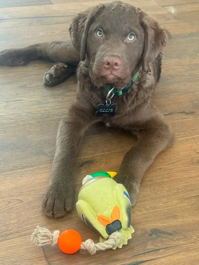 Upcoming Litter of Chesapeake Bay Retrievers - Photo 7