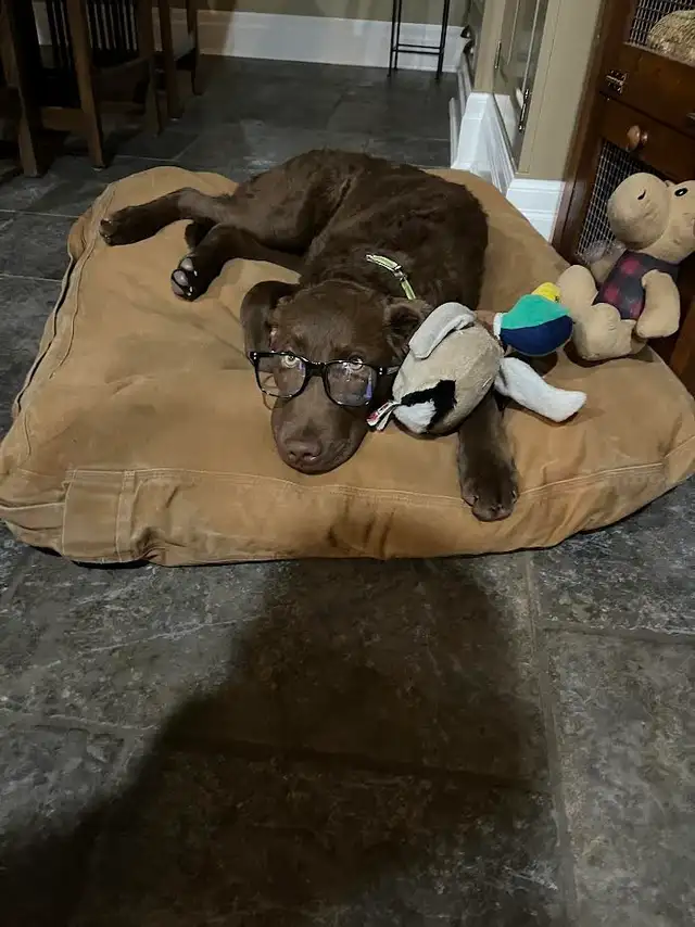 Upcoming Litter of Chesapeake Bay Retrievers - Photo 8