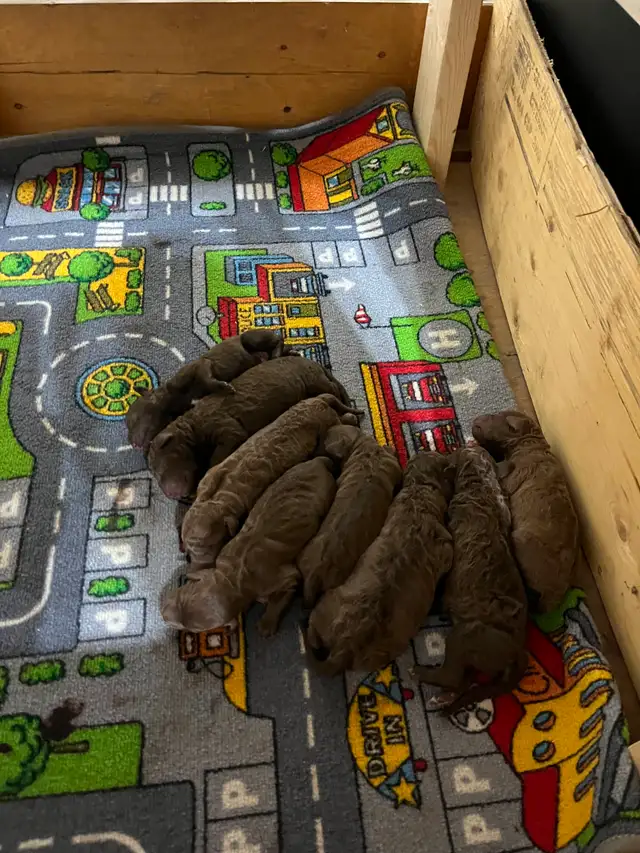 Upcoming Litter of Chesapeake Bay Retrievers - Photo 9