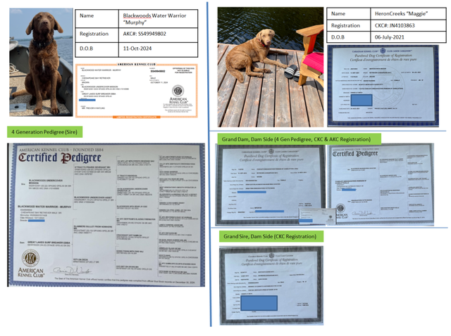 Upcoming Litter of Chesapeake Bay Retrievers - Photo 10