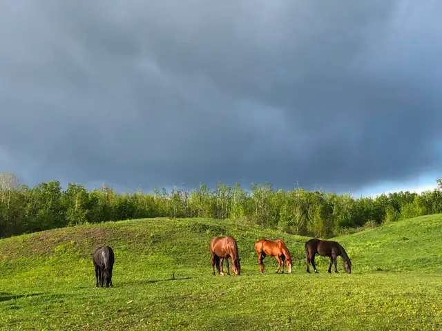Outdoor Horse Board - Photo 3