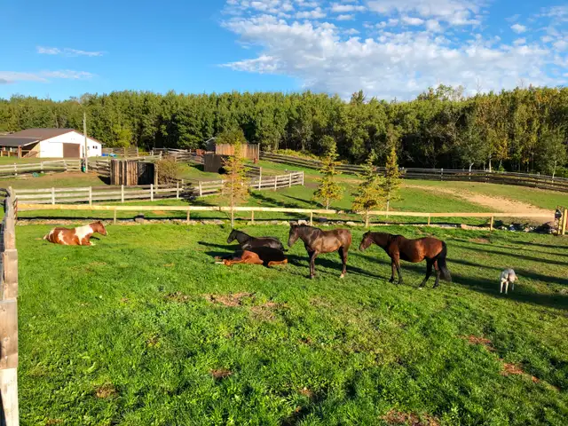 Outdoor Horse Board - Photo 4