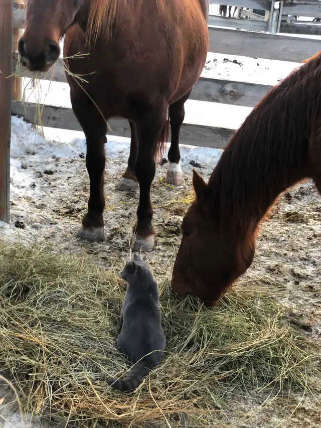 Outdoor Horse Board - Photo 6