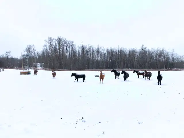 Outdoor Horse Board - Photo 7