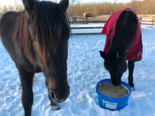 Outdoor Horse Board - Photo 8