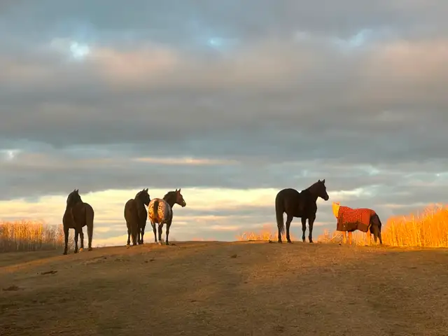 Outdoor Horse Board - Photo 10