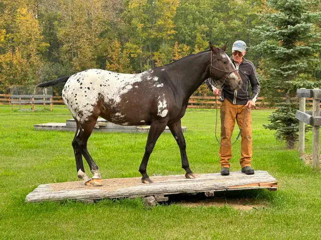 Outdoor Horse Board - Photo 11